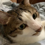 胖仔