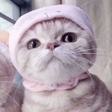 我爱吃苹果