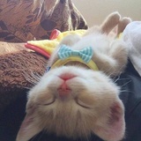 猫咪大队