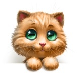 丢了尾巴的猫
