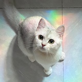 小颗粒