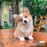 圆圆子