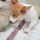 凱西