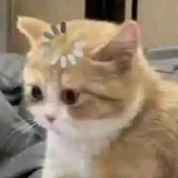汤圆