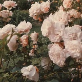 花亦醉ぃ