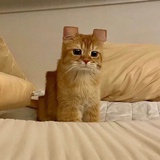 神经蛙