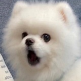 fafa花