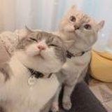 🐱🐱jane