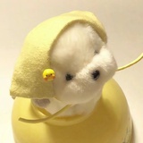 小青蜓
