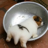 四个单杠-