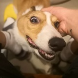 一条叫里奇的狗