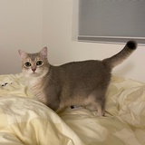 🐈