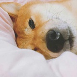CHANXIN_