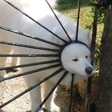 豚骨拉面