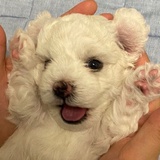 小狗骑士金饭粒