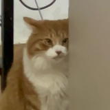 丧丧