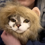 猪油烧葱姜