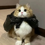 佳人.