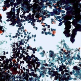 greencolor