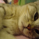 kitty