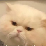 气瓜
