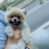 ღ🐶🐾💋