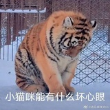 💜阿佩罗橙光