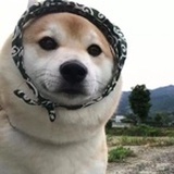 大饼自媒体