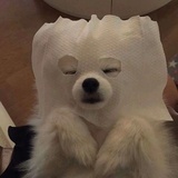 冒牌谢耳朵
