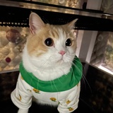 笨蛋包子喵