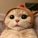 鹅鹅鹅