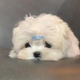 失眠的香菇