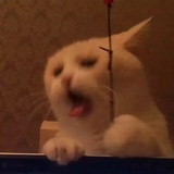 吃多了花生米