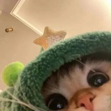 你的小猫掉了