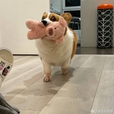 清月见