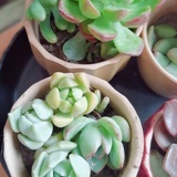 栀子