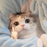 别恶心我