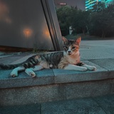 瞄了个喵