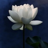 馋
