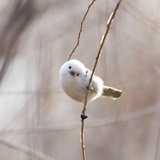 摸鱼
