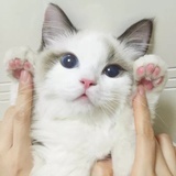 秃头少女。