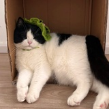 紫色小猫