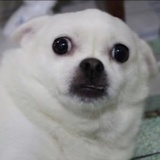 阿瓜