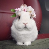 种花家的小兔子