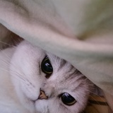 豆友217856743