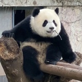 鱼矮