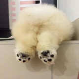 主页要多丰富
