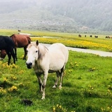 旅行侠