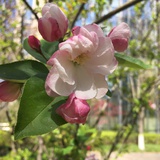 清漪