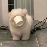 小羊豆豆